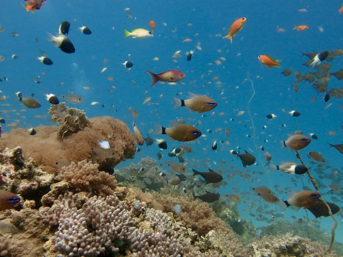 Pangani Emayani Beach Lodge מראה חיצוני תמונה